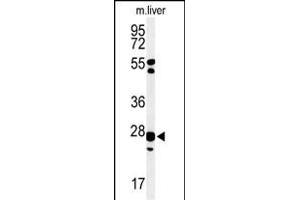 Western blot analysis of GSTK1 Antibody (Center) (ABIN653824 and ABIN2843092) in mouse liver tissue lysates (35 μg/lane). (GSTK1 抗体  (AA 93-120))