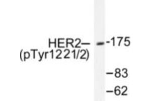 Image no. 1 for anti-Receptor tyrosine-protein kinase erbB-2 (ErbB2/Her2) (pTyr1221), (pTyr1222) antibody (ABIN318035) (ErbB2/Her2 抗体  (pTyr1221, pTyr1222))