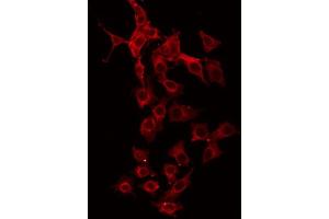 ABIN6267015 staining HeLa by IF/ICC. (GFRA4 抗体  (Internal Region))