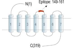 Representative domain view of the target of ABIN7234643. (Adenosine A3 Receptor (ADORA3) Peptide)