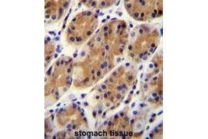 CCDC153 Antibody (N-term) immunohistochemistry analysis in formalin fixed and paraffin embedded human stomach tissue followed by peroxidase conjugation of the secondary antibody and DAB staining. (CCDC153 抗体  (N-Term))