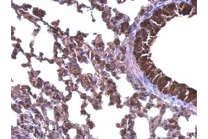 Immunohistochemistry (IHC) image for anti-Heat Shock Protein 90kDa alpha (Cytosolic), Class B Member 1 (HSP90AB1) (N-Term) antibody (ABIN2855047)