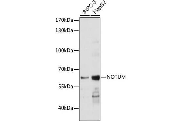NOTUM Antikörper  (AA 20-320)