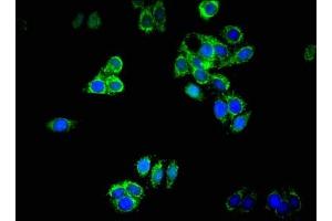 Immunofluorescence (IF) image for anti-DnaJ (Hsp40) Homolog, Subfamily B, Member 11 (DNAJB11) (AA 53-238) antibody (ABIN7150506)