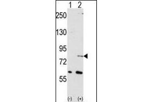 Western blot analysis of NUB1 (arrow) using NYREN18 Antibody (N-term) (ABIN389078 and ABIN2839276). (NUB1 抗体  (N-Term))