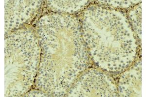 ABIN6275992 at 1/100 staining Mouse testis tissue by IHC-P. (FZD6 抗体  (C-Term))