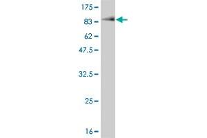 Western Blot detection against Immunogen (85.