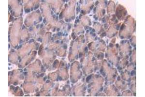 IHC-P analysis of Rat Pancreas Tissue, with DAB staining. (CYP1A1 抗体  (AA 251-521))