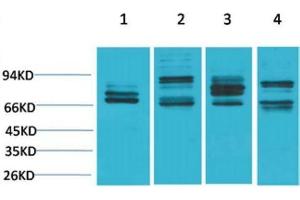 Western Blot (WB) analysis of 1) HeLa, 2)Mouse Liver Tissue, 3) PC12, 4) Rat Liver Tissue with Nrf2 Rabbit Polyclonal Antibody diluted at 1:2000. (NRF2 抗体)