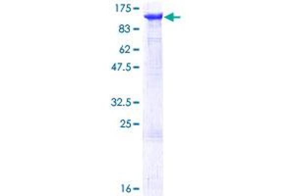 MCM6 Protein (AA 1-821) (GST tag)