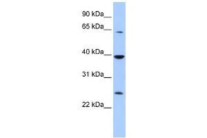 Western Blotting (WB) image for anti-Cytosolic Iron-Sulfur Protein Assembly 1 (CIAO1) antibody (ABIN2458087) (CIAO1 抗体)