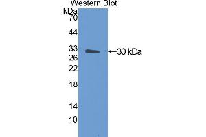 Western Blotting (WB) image for anti-Angiopoietin-Like 4 (ANGPTL4) (AA 182-394) antibody (ABIN1174071) (ANGPTL4 抗体  (AA 182-394))