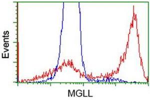Image no. 2 for anti-Monoglyceride Lipase (MGLL) antibody (ABIN1499436)