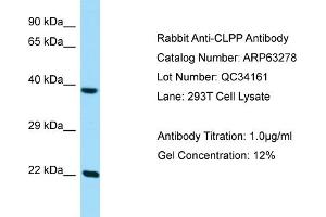 Western Blotting (WB) image for anti-ClpP Caseinolytic Peptidase, ATP-Dependent, Proteolytic Subunit Homolog (E. Coli) (CLPP) (C-Term) antibody (ABIN2774367)