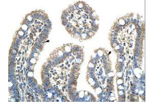 Image no. 1 for anti-Nuclear RNA Export Factor 5 (NXF5) (AA 153-202) antibody (ABIN203107) (NXF5 抗体  (AA 153-202))