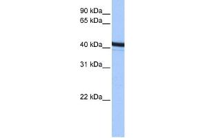 ACTR1B antibody used at 0. (ACTR1B 抗体)
