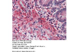 Immunohistochemistry with Human Small Intestine tissue at an antibody concentration of 5. (PRDM5 抗体  (N-Term))