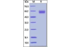 Biotinylated Human PD-1, Fc,Avitag on  under reducing (R) condition.