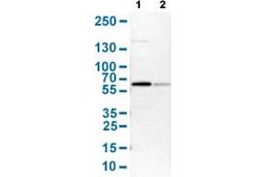 Western Blot analysis with HDAC2 polyclonal antibody . (HDAC2 抗体  (AA 415-488))