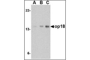 Western blot analysis of op18 in EL4 cell lysate with this product at (A) 0. (Stathmin 1 抗体  (C-Term))