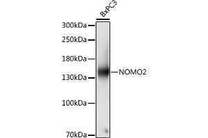 Western blot analysis of extracts of BxPC3 cells, using NOMO2 antibody (ABIN7268943) at 1:1000 dilution. (NOMO2 抗体  (AA 873-1222))
