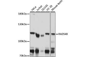 Western blot analysis of extracts of various cell lines, using RB antibody (ABIN7266815) at 1:1000 dilution. (RAD54B 抗体  (AA 781-910))