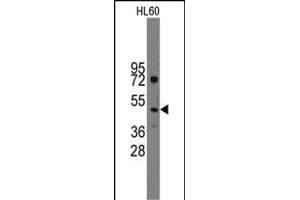 Western blot analysis of anti-Ihh Pab (R) in HL60 cell line lysates (35 μg/lane). (Indian Hedgehog 抗体  (C-Term))