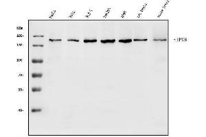 Western blot analysis of Raptor/RPTOR using anti-Raptor/RPTOR antibody (ABIN7601235).