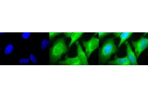 Immunocytochemistry/Immunofluorescence analysis using Rabbit Anti-HO-1 Polyclonal Antibody (ABIN361673 and ABIN361674). (HMOX1 抗体)