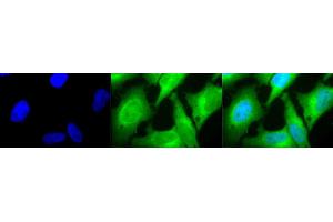 Immunocytochemistry/Immunofluorescence analysis using Rabbit Anti-HO-1 Polyclonal Antibody (ABIN361673 and ABIN361674). (HMOX1 抗体)