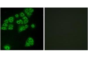 Immunofluorescence analysis of A549 cells, using GPR180 Antibody. (GPR180 抗体  (AA 241-290))
