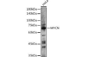 Western blot analysis of extracts of HeLa cells, using MYCN antibody (ABIN1680957, ABIN3015161, ABIN3015163 and ABIN6213865) at 1:500 dilution. (MYCN 抗体  (AA 168-267))