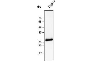 Western Blotting (WB) image for anti-TagRFP Fluorescent Protein antibody (ABIN7273101) (TagRFP Fluorescent Protein 抗体)