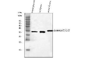 Western blot analysis of IL22 using anti-IL22 antibody (ABIN5518929). (IL-22 抗体  (AA 34-179))
