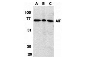 Western Blotting (WB) image for anti-Apoptosis-Inducing Factor, Mitochondrion-Associated, 1 (AIFM1) (Middle Region) antibody (ABIN1030846) (AIF 抗体  (Middle Region))
