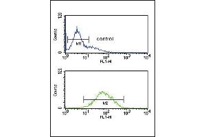 ANKH Antibody (C-term) (ABIN653697 and ABIN2843016) flow cytometric analysis of K562 cells (bottom histogram) compared to a negative control cell (top histogram). (ANKH 抗体  (C-Term))