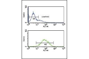 ANKH Antibody (C-term) (ABIN653697 and ABIN2843016) flow cytometric analysis of K562 cells (bottom histogram) compared to a negative control cell (top histogram).