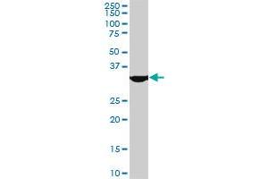 MEOX2 monoclonal antibody (M08), clone 5E1. (MEOX2 抗体  (AA 1-303))