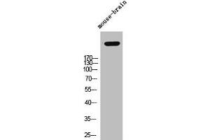 Western Blot analysis of mouse-brain cells using Versican Polyclonal Antibody (Versican 抗体  (N-Term))