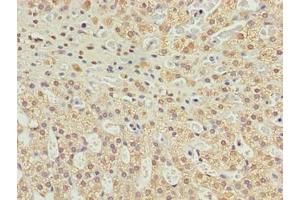 Immunohistochemistry of paraffin-embedded human adrenal gland tissue using ABIN7174711 at dilution of 1:100 (TMEM234 抗体  (AA 1-145))