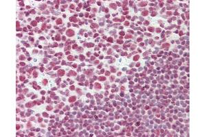 Anti-CELF2 / CUGBP2 antibody IHC staining of human tonsil. (CELF2 抗体  (AA 481-508))