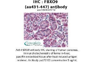 Image no. 1 for anti-F-Box Protein 9 (FBXO9) (AA 431-447) antibody (ABIN1734305) (FBXO9 抗体  (AA 431-447))