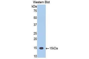 Western Blotting (WB) image for anti-Tumor Necrosis Factor (Ligand) Superfamily, Member 12 (TNFSF12) (AA 148-247) antibody (ABIN1860803) (TWEAK 抗体  (AA 148-247))