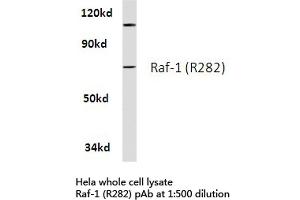 Western blot (WB) analysis of Raf-1 antibody in extracts from hela cells. (RAF1 抗体)