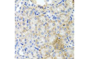 Immunohistochemistry of paraffin-embedded mouse kidney using PEX3 antibody (ABIN5975508) at dilution of 1/100 (40x lens). (PEX3 抗体)