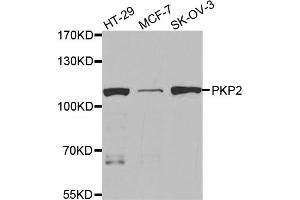 Western blot analysis of extracts of various cell lines, using PKP2 antibody. (Plakophilin 2 抗体)