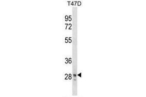 SNAI3 Antibody (N-term) western blot analysis in T47D cell line lysates (35µg/lane). (SNAI3 抗体  (N-Term))