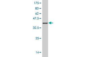 Western Blot detection against Immunogen (36. (FAM155B 抗体  (AA 245-341))