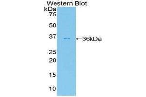 Western Blotting (WB) image for anti-V-Akt Murine Thymoma Viral Oncogene Homolog 2 (AKT2) (AA 142-412) antibody (ABIN1860233) (AKT2 抗体  (AA 142-412))