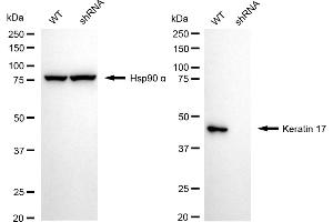 Western blotting analysis using Keratin 17 antibody (ABIN7799172). (Recombinant KRT17 抗体)